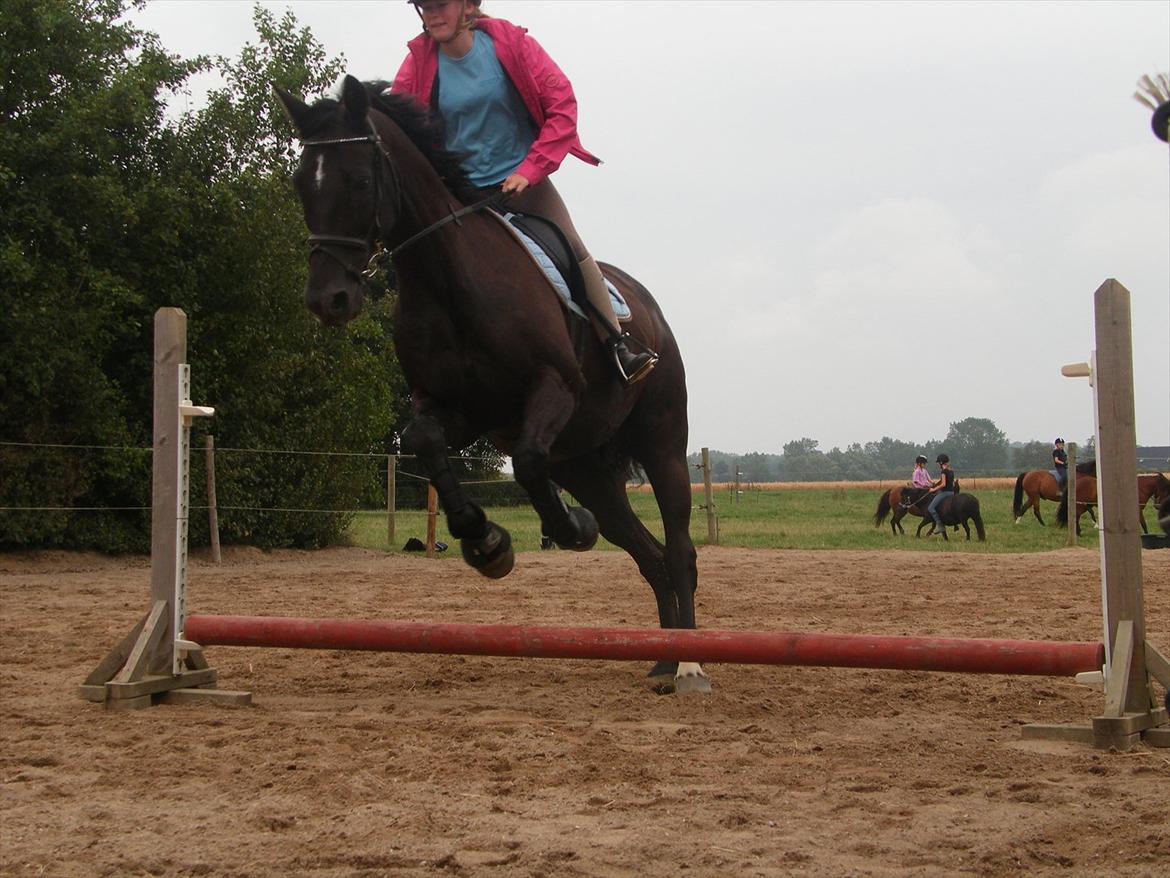 Dansk Varmblod | Definitely Dark. - Foto: Michelle Jensen billede 9