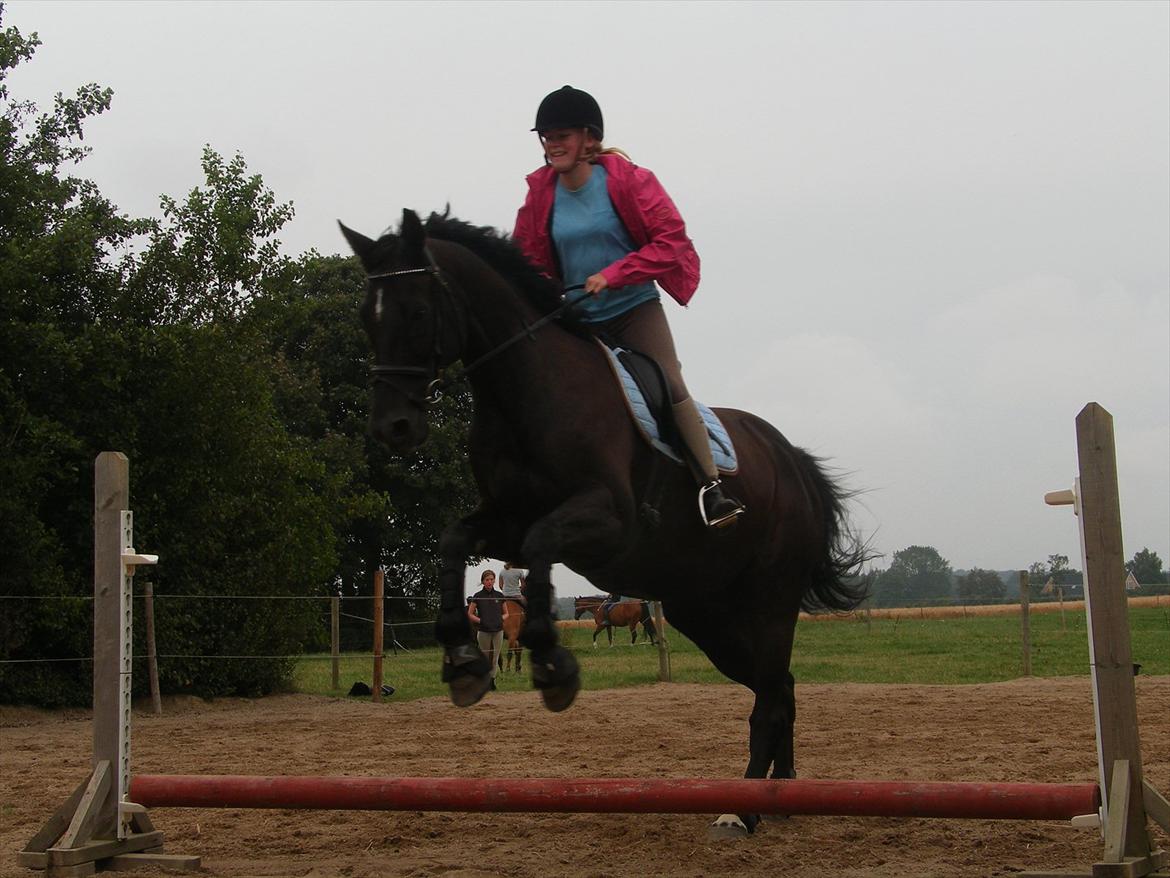 Dansk Varmblod | Definitely Dark. - Foto: Michelle Jensen billede 19