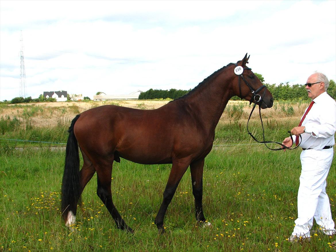 Oldenborg Overmoselunds Coral - OL  skue sept  2011 billede 4