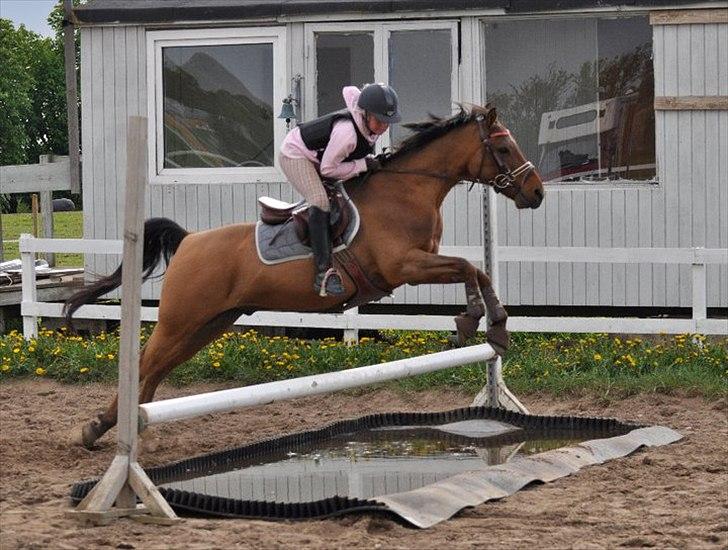 Anden særlig race Speedy the Speedfighter!<3 - Mesterfotograf: Isabella Larsen!(-: billede 5