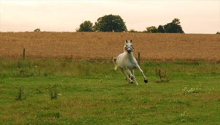 Hannoveraner Ferrari billede 6