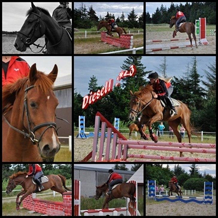 Oldenborg Diesel - Baby *;<3  - Se flere af billederne i mit foftoalbum '' diesel til spring 3 aug.'' :-D billede 2