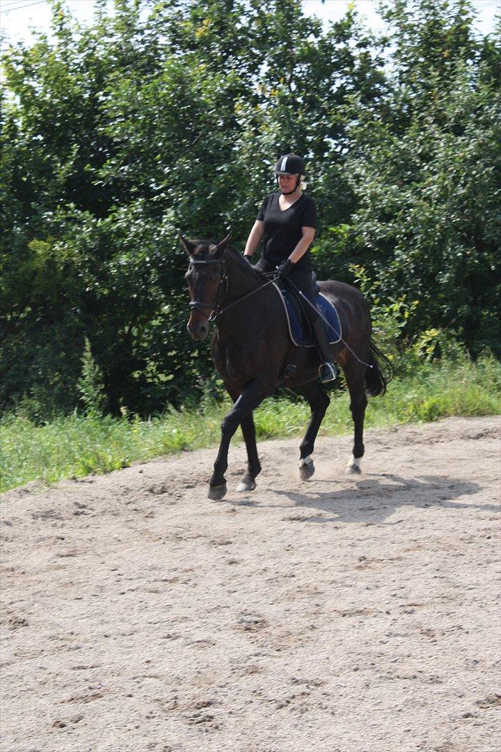 Oldenborg Amandus Odderbjerg - Himmelhest - Juli 2011 billede 16