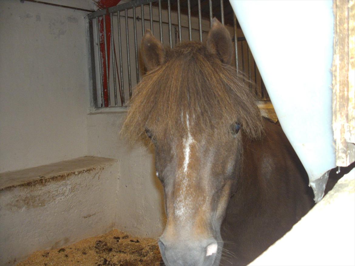 Welsh Pony (sec B) BKR's Sebastian billede 5