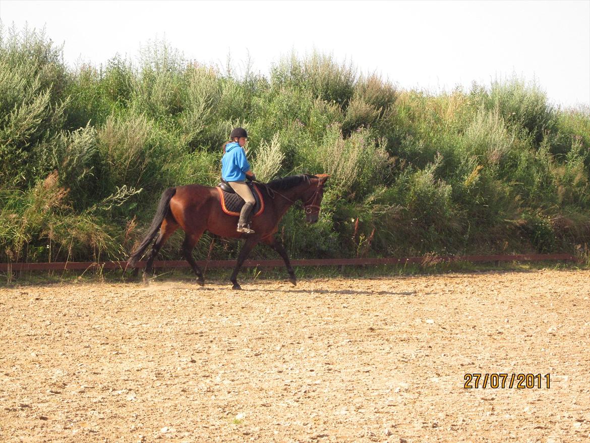 Hollandsk Varmblod Lindholt's Gelinde - Helene(Store søster) på Gelinde:D
En af de første gange Helene red hende, og Gelinde havde en anden rytter på (:
Sommerferien 2011 billede 18