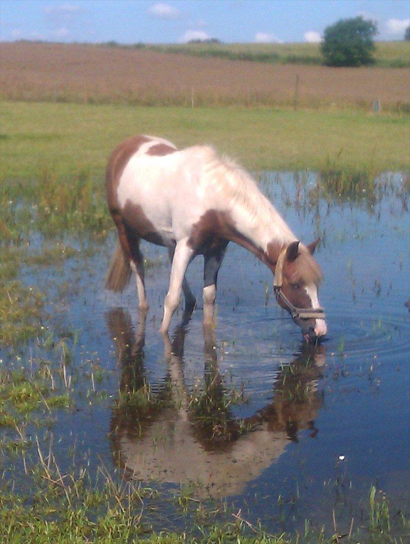 Pinto Indi Jones - Indi i sin "egen lille sø" HEHE<3
Han hygger sig i den hver dag :)<33 Elsker dig min dreng! billede 19