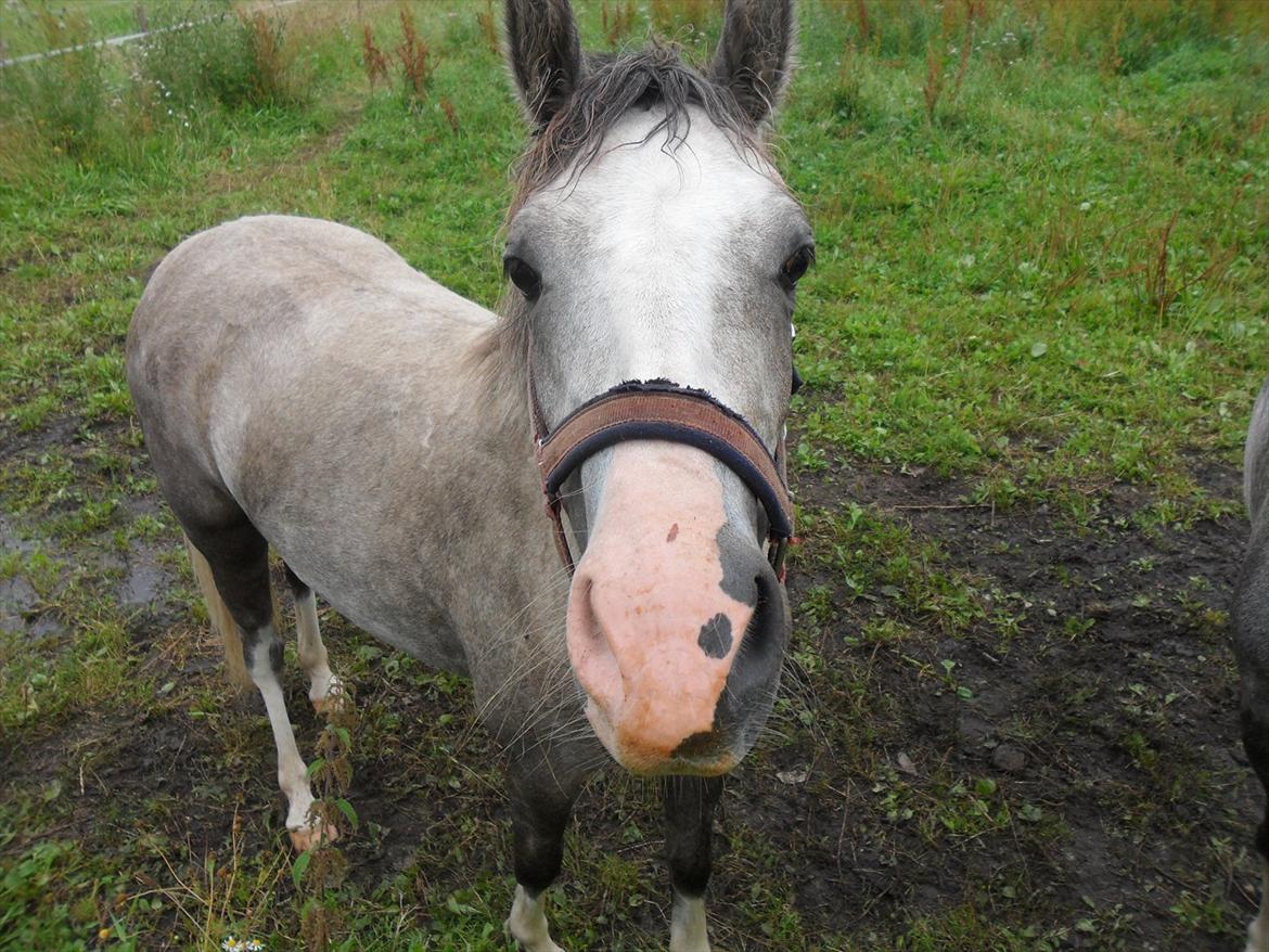 Welsh Pony (sec B) Lundehuset's Harmonie (Pjuske) - Pjuske blivr vildt intresseret når man løfter kammeraret op i luften :-) billede 1