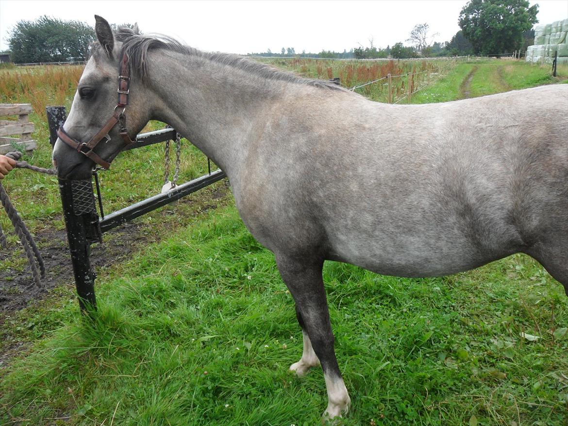 Welsh Pony (sec B) Lundehuset's Harmonie (Pjuske) - Nu slapper hun af, for hun ved at nu skal hun ud til Bele:-] billede 2