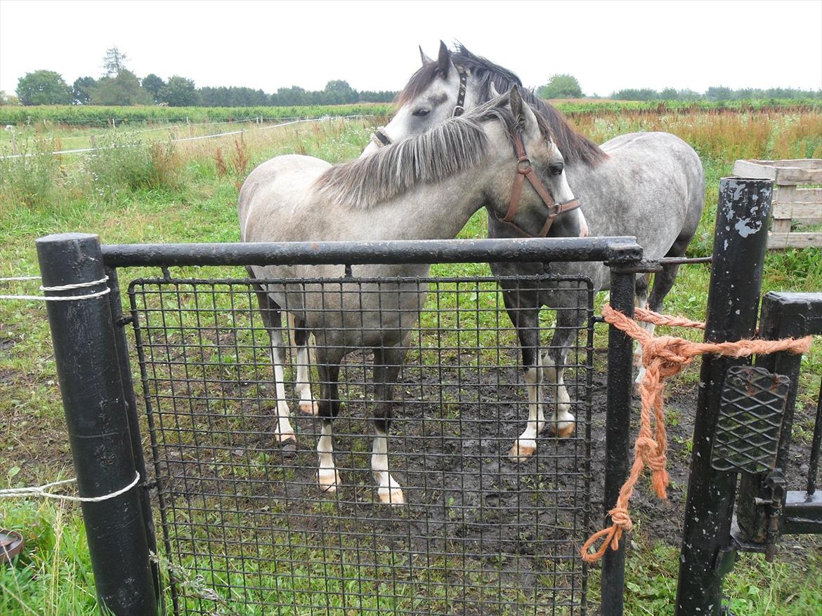Welsh Pony (sec B) Lundehuset's Harmonie (Pjuske) - Pjuske elsker at nusse :-) billede 3