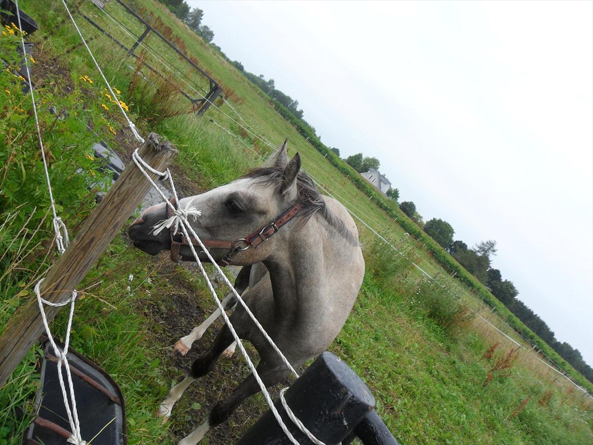 Welsh Pony (sec B) Lundehuset's Harmonie (Pjuske) - Pjuske undersøger hegnet:-P billede 4