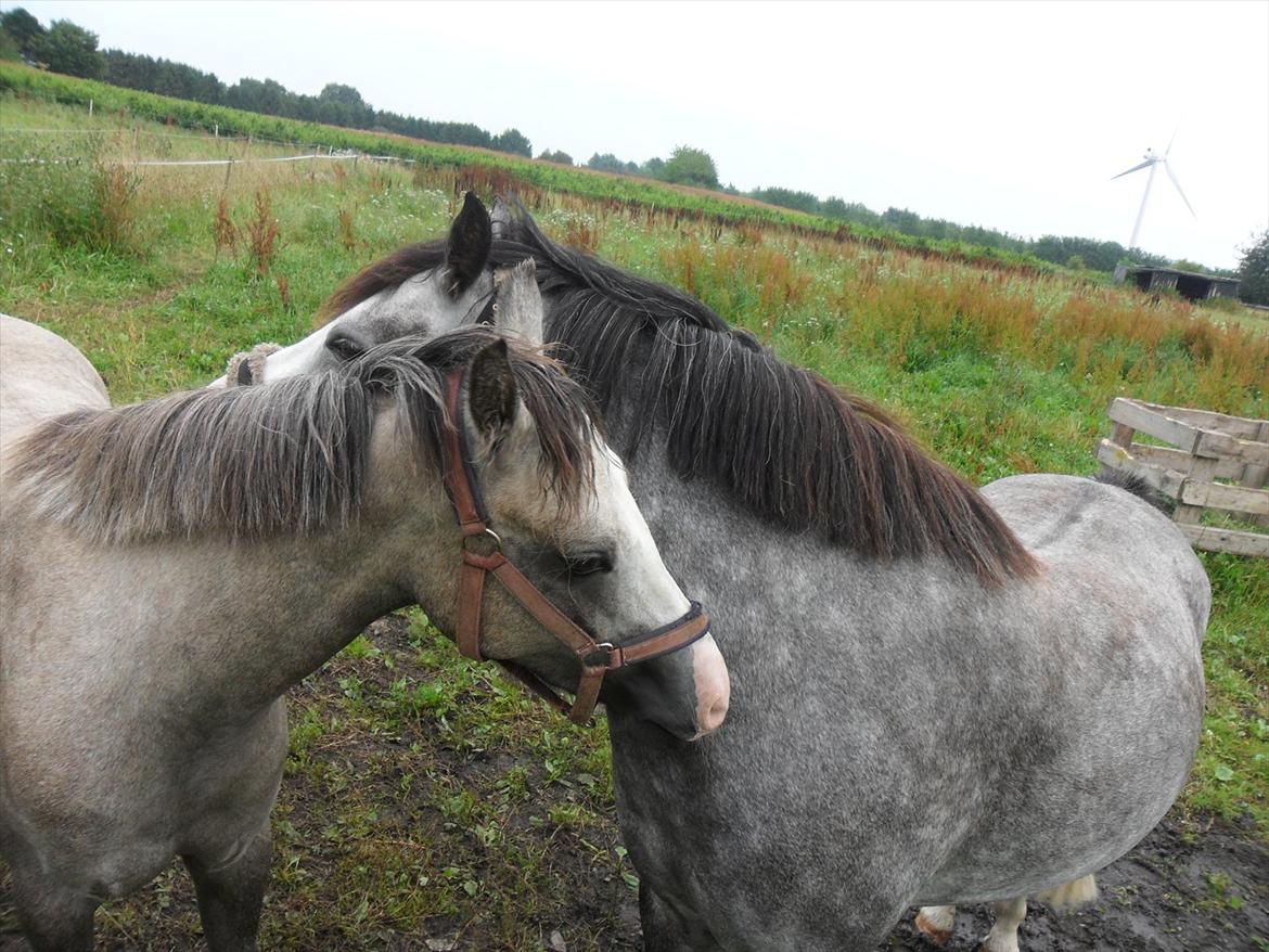 Welsh Pony (sec B) Lundehuset's Harmonie (Pjuske) - Pjuske og Bele klør og nusser med hinanden :-) billede 5