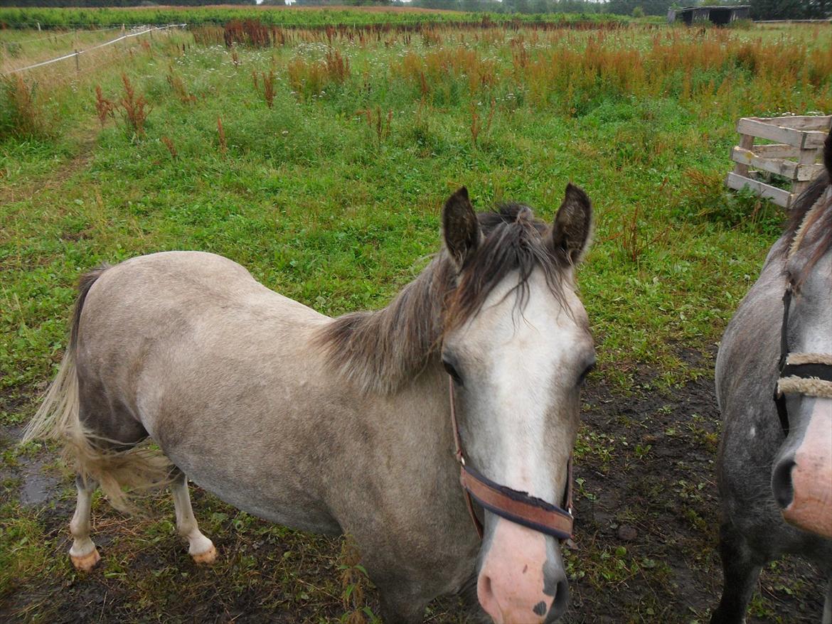 Welsh Pony (sec B) Lundehuset's Harmonie (Pjuske) - Pjuske er lidt en lille en, men hun bliver større :-) billede 6