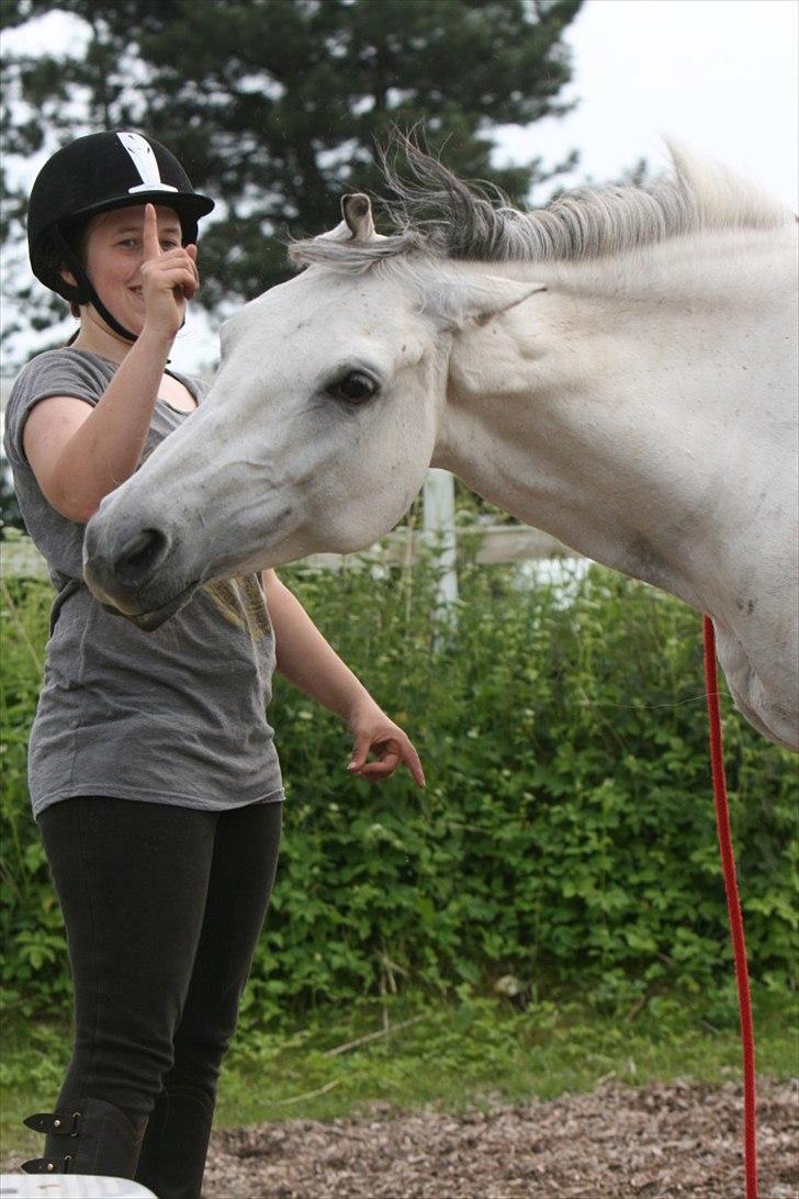 Trakehner Bint-Al-Hawa savnet!! - (Foto ©AM) billede 19