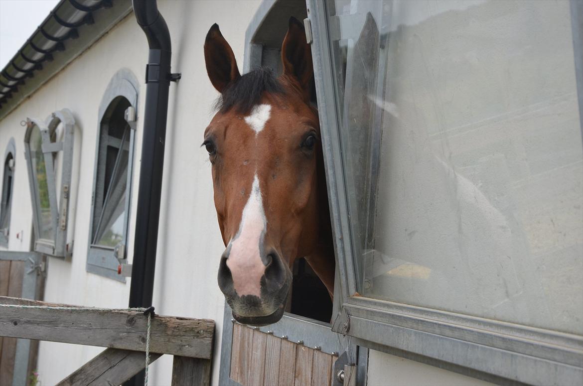 Belgisk varmblod Frutrillo - Velkommen!! læg gerne en bedømmelse og en kommentar:-D På billedet: Trillo's første kig ud af sit vindue!<3 billede 1