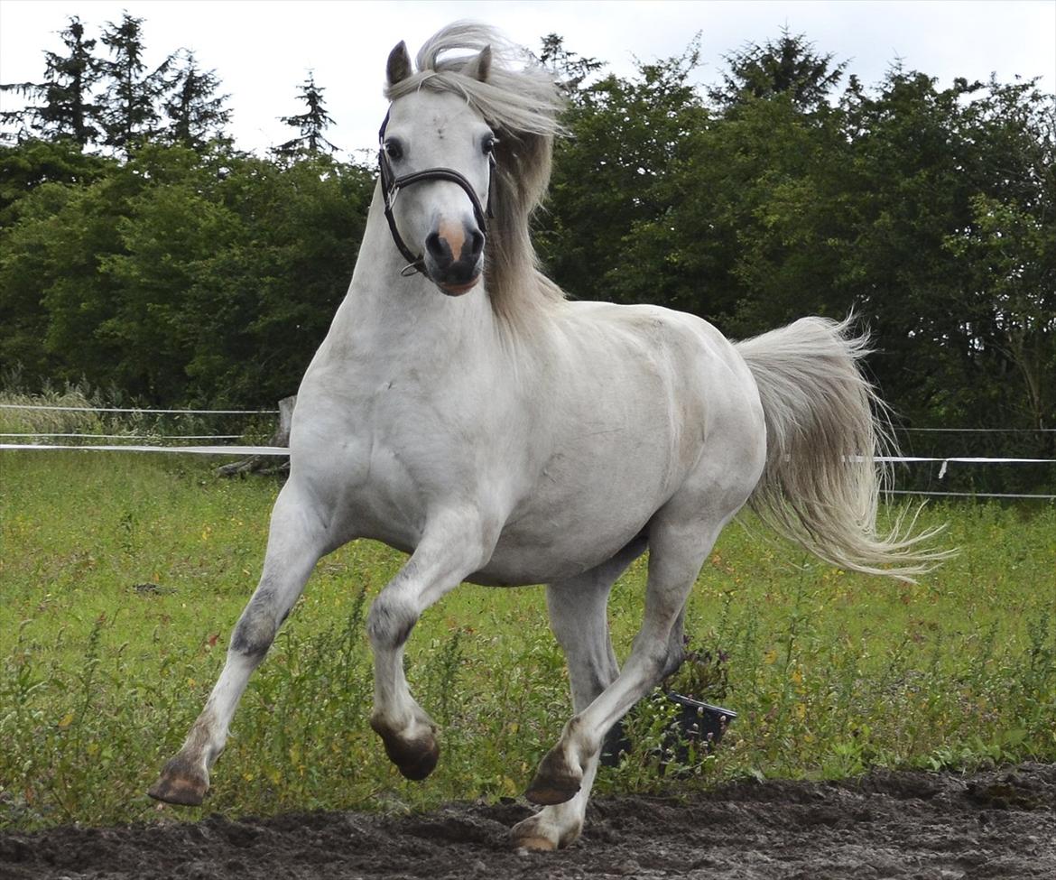 Welsh Mountain (sec A) Ræveskiftets Honey boy - :)

Foto: Tanja Ludvigsen. billede 2