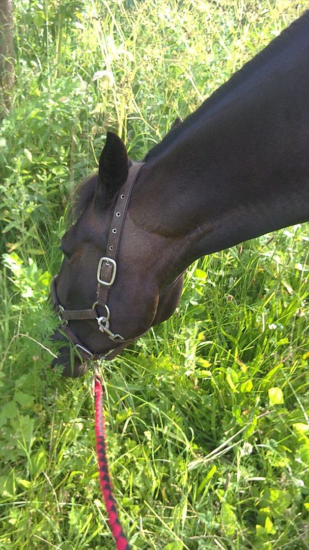 Traver Proud Mary (Lille P) - Lille P ude og gå tur,også var der lige lidt lækkert græs hun lige skulle smage på :') billede 12