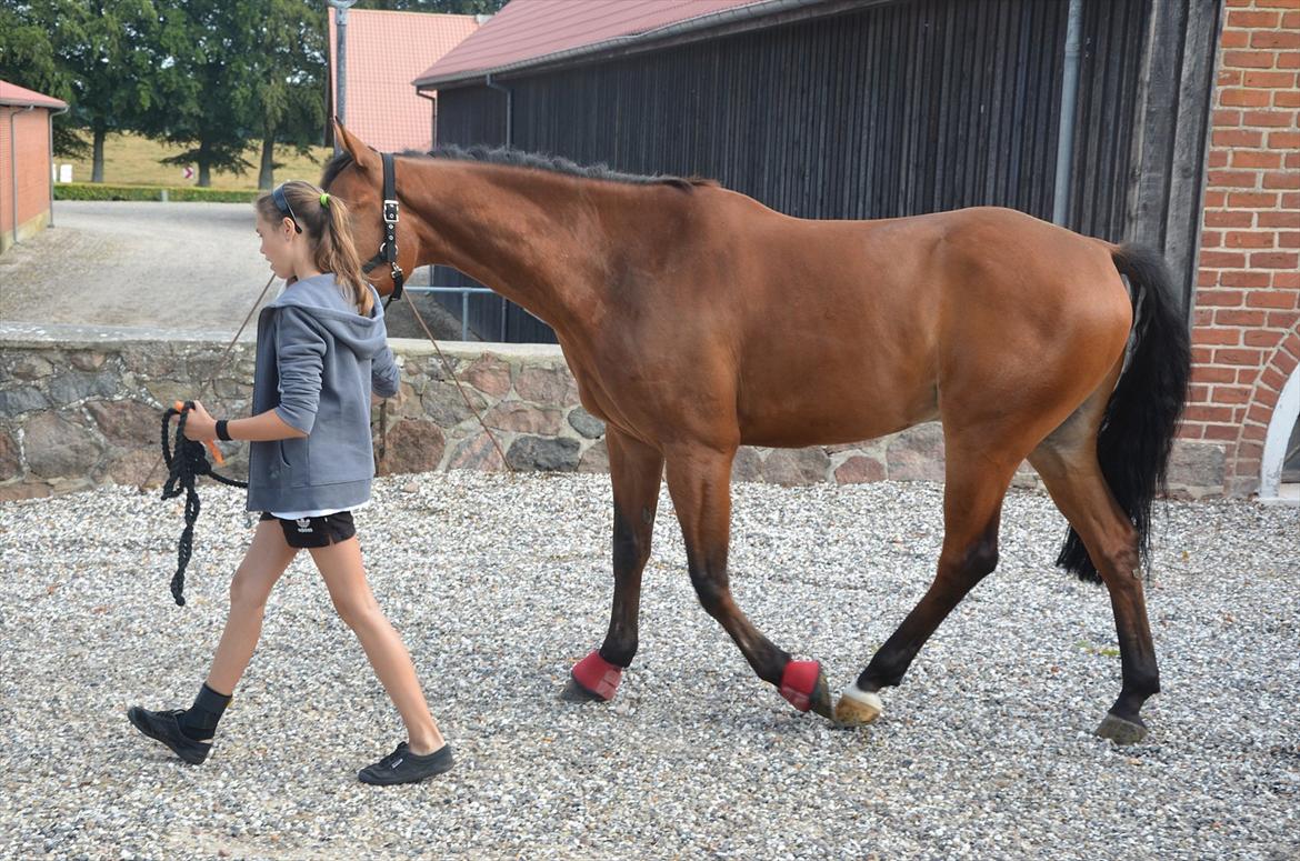 Belgisk varmblod Frutrillo - På vej hen mod traileren, så vi kan komme hjem! billede 3