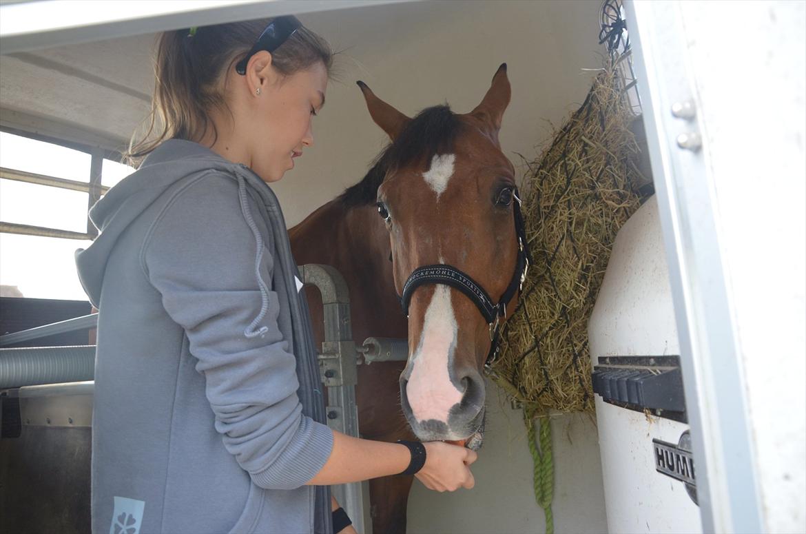 Belgisk varmblod Frutrillo - *Venter på der bliver snakket færdigt, så vi kan køre* kooomm nuuu.... :-p billede 4