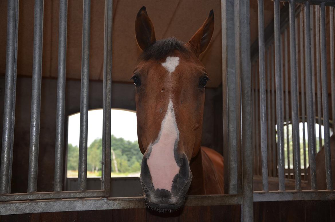 Belgisk varmblod Frutrillo - Er der nogen der vil snakke? eller nusse lidt med mig? et lille kys måske? :* <3 billede 5