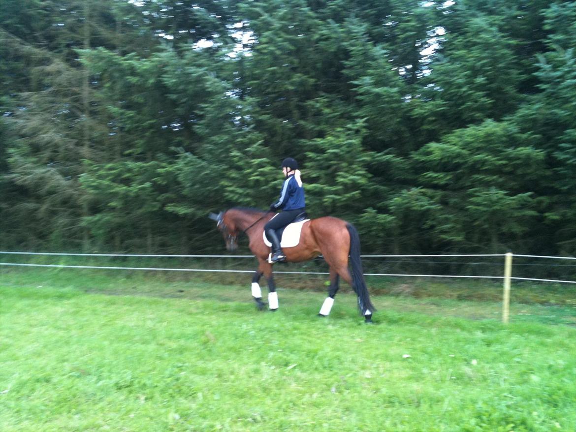 Dansk Varmblod Easter billede 11