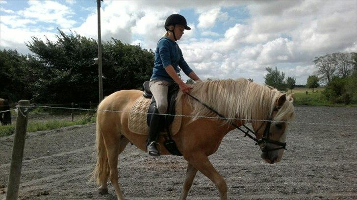 Haflinger Wonder - 2 ridetur på Wonder ude hos Line:) Det gik røv godt! :)<3 men man kan stadig godt mærke at han ikke har 100% styr på balancen i galop men det skal  nok komme!:)<3' billede 10