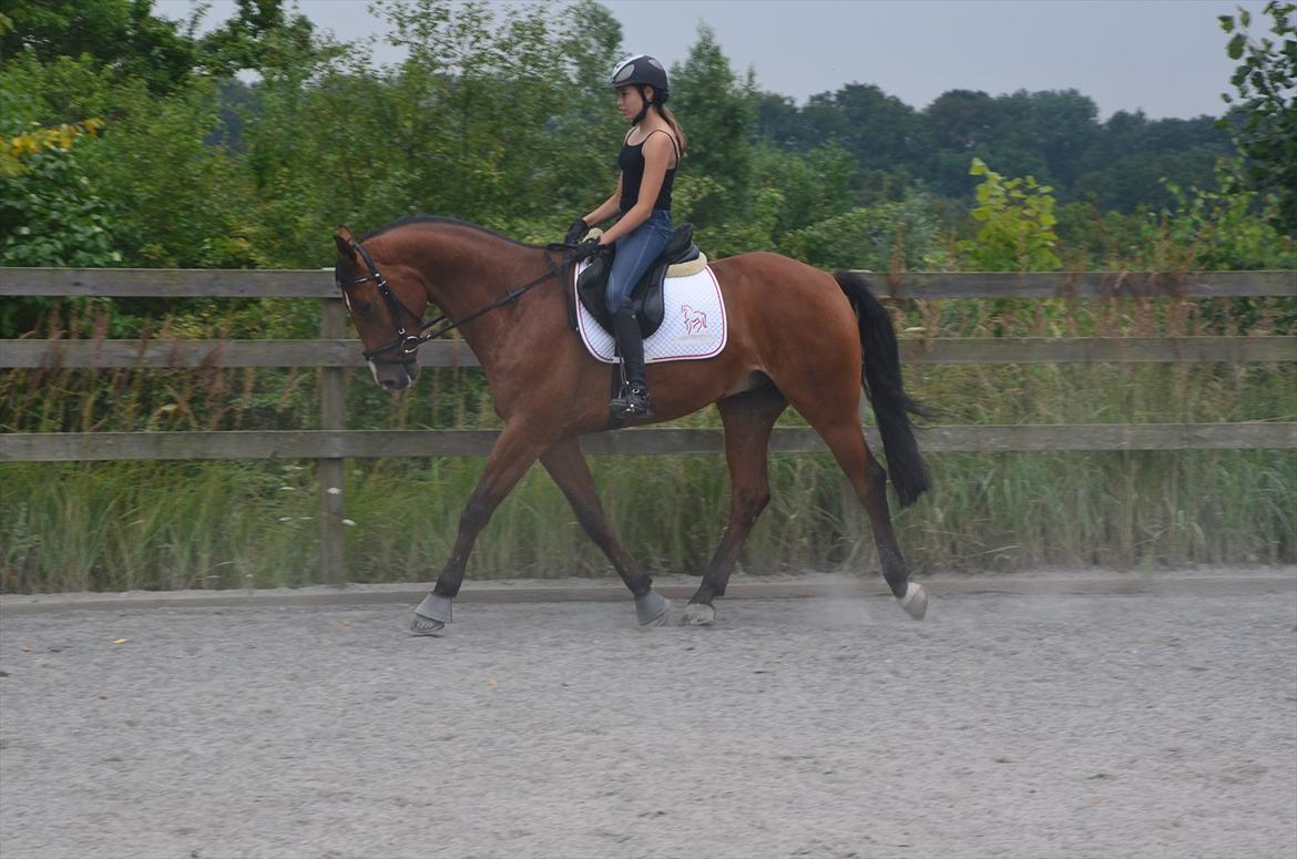 Belgisk varmblod Frutrillo - Første ridetur! og så endda på udendørsbanen - hvilket han tog utrolig pænt!<3 billede 7
