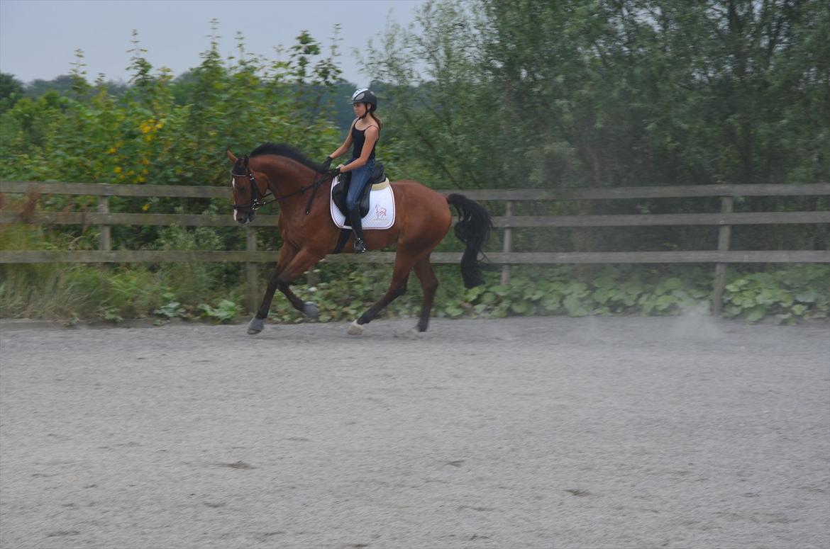 Belgisk varmblod Frutrillo - Galop<3 Hans dejlige galop! billede 8