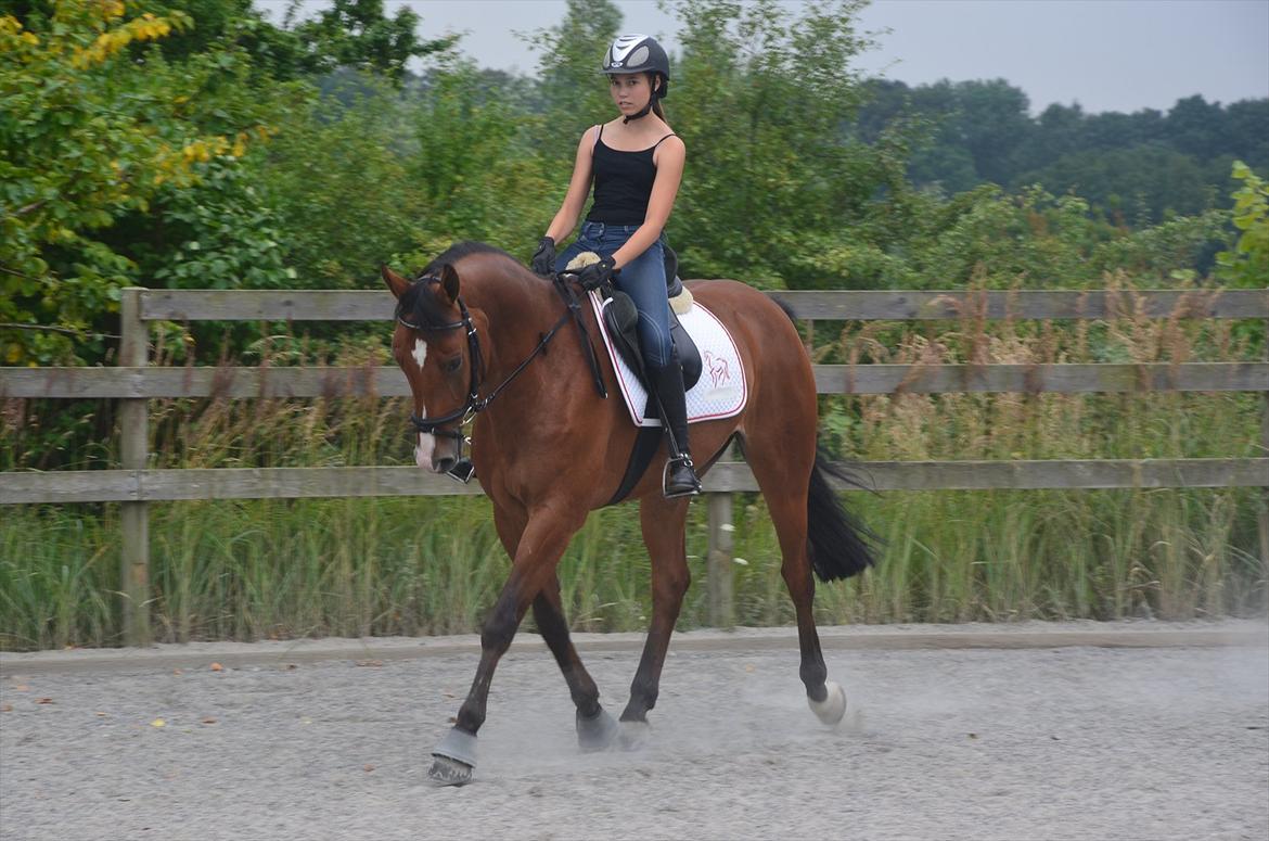 Belgisk varmblod Frutrillo - Her traver vi lidt (-; billede 10