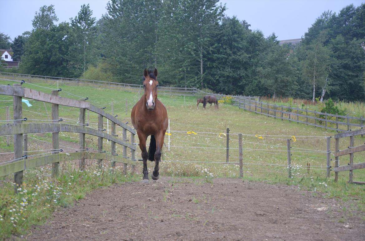 Belgisk varmblod Frutrillo - Er der nogen der kalder?? jamen så kommer jeg da?:-D han er lidt sød <3<3 billede 12