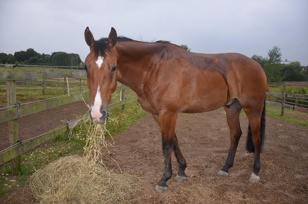 Belgisk varmblod Frutrillo - efter en tur i regnvejret.. ikke noget med at gå ind, nej nej man skal da være udenfor og blive våd :p  billede 13