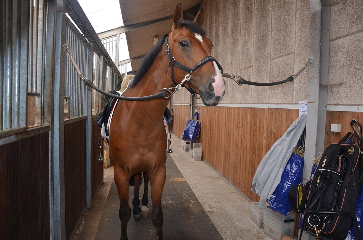 Belgisk varmblod Frutrillo - På staldgangen <3 billede 14
