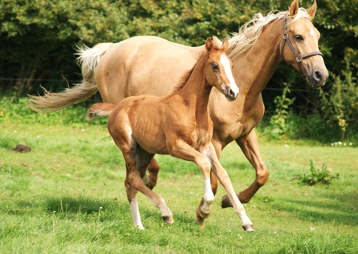 Palomino LadiSantos! :-* - Uha! :-D 
Foto; miiiig billede 5