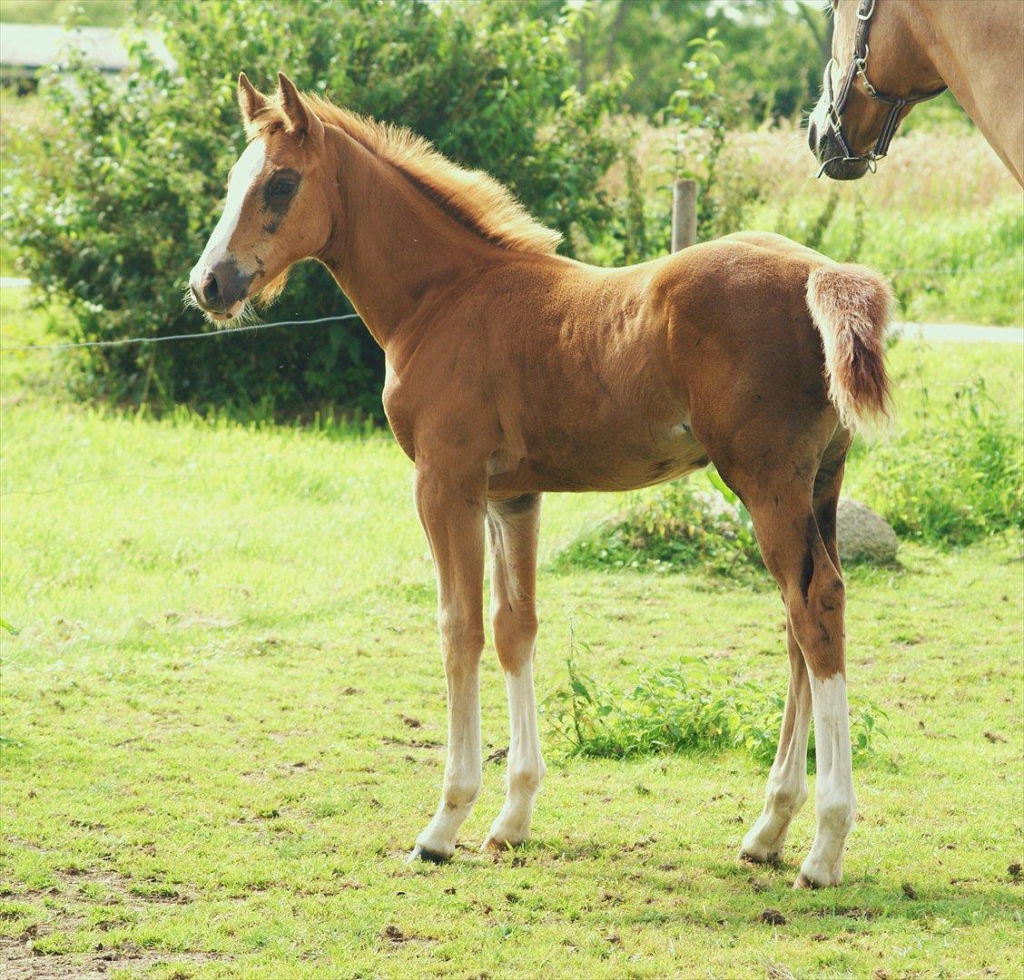 Palomino LadiSantos! :-* - Smukke ! :-D
Foto; mig :b billede 16