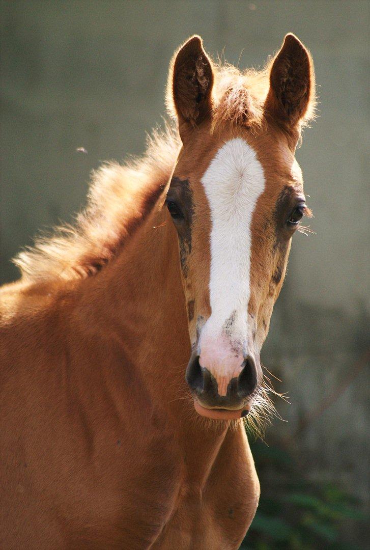 Palomino LadiSantos! :-* - sååå sød :b
foto; mig billede 17