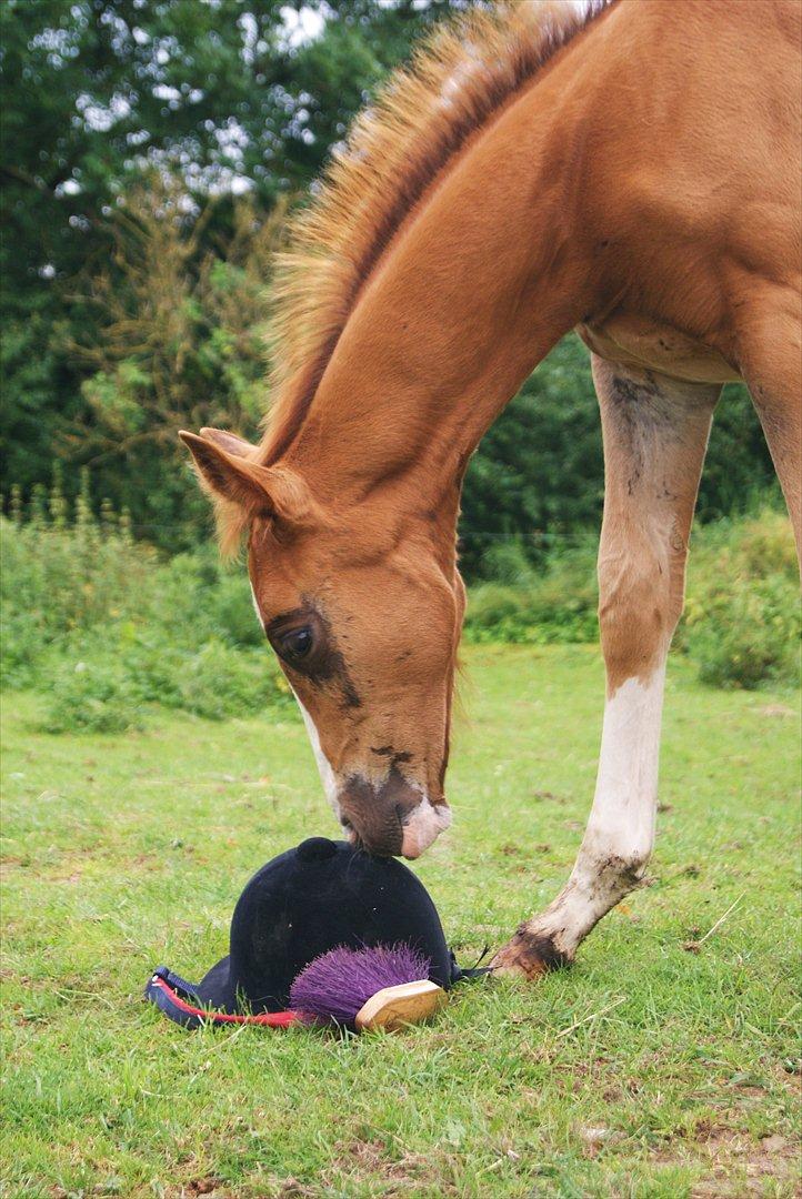 Palomino LadiSantos! :-* - Ih, spændende! :-D
foto; mig :b billede 13