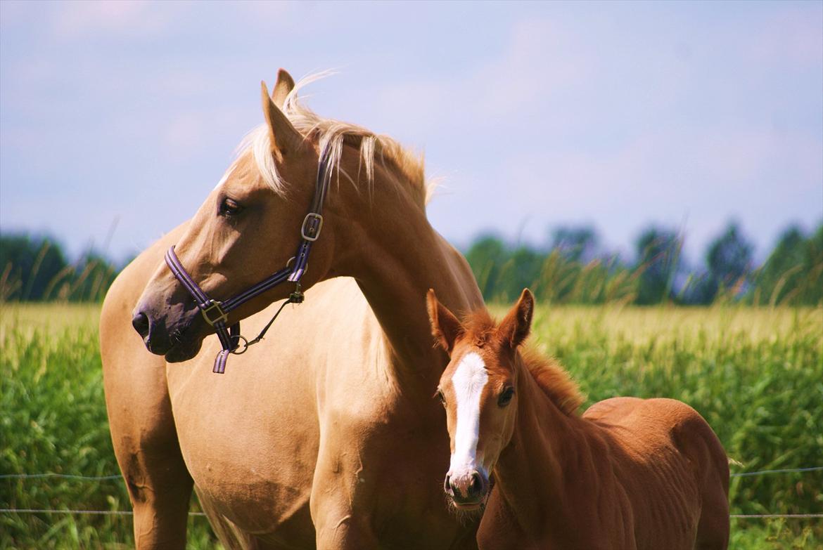 Palomino LadiSantos! :-* - Santos & Disalica :-D
Foto; Mig billede 8