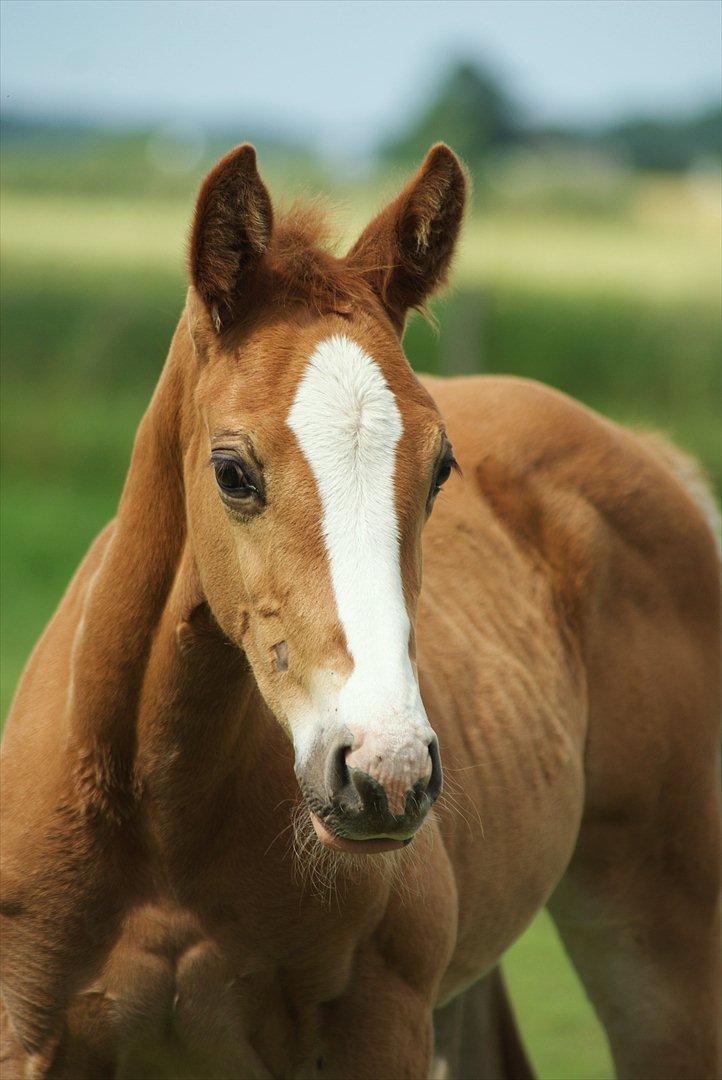 Palomino LadiSantos! :-* - Smukke Santos!
Foto; Miiiig billede 2