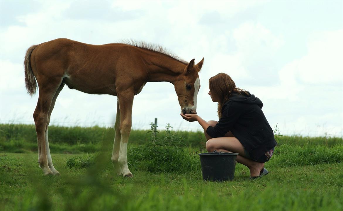 Palomino LadiSantos! :-* - Søøøde santos og mig :b
Foto; min lillebror (-; billede 10