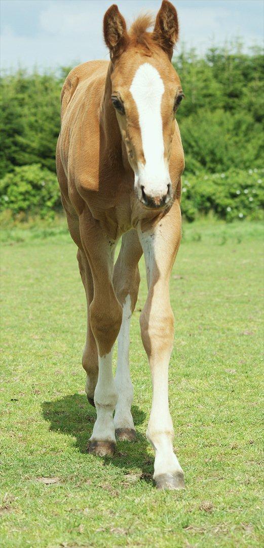 Palomino LadiSantos! :-* - Ih, hvor er han nuttet :-D
Foto; mig! billede 12