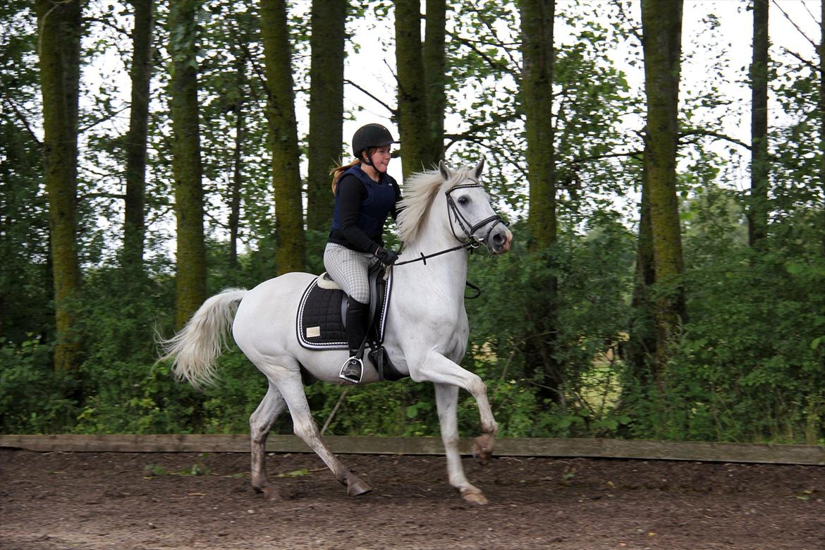 Anden særlig race Skovly's Kashmir - Pooony er glad for at springe :-D **Fotograf: Sabrina  billede 5