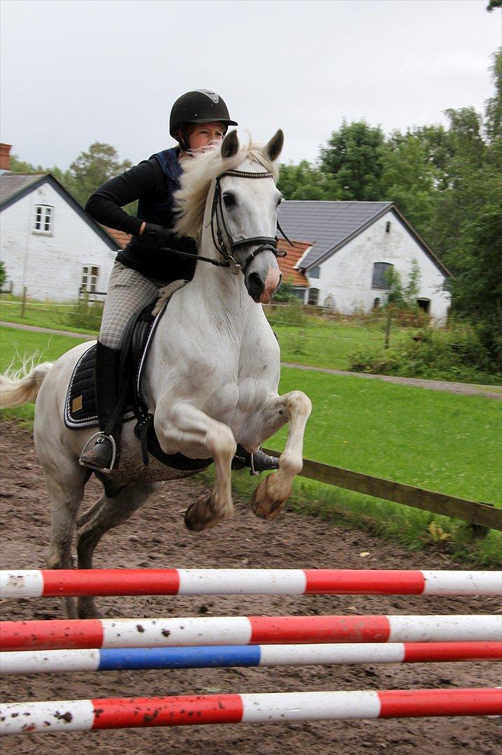 Anden særlig race Skovly's Kashmir - Over oxer :-P Fotograf: Sabrina billede 6