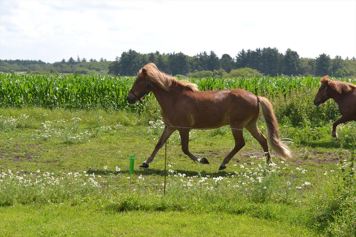 Islænder Faxi  - Trav på folden<3 - Foto': Miig billede 18