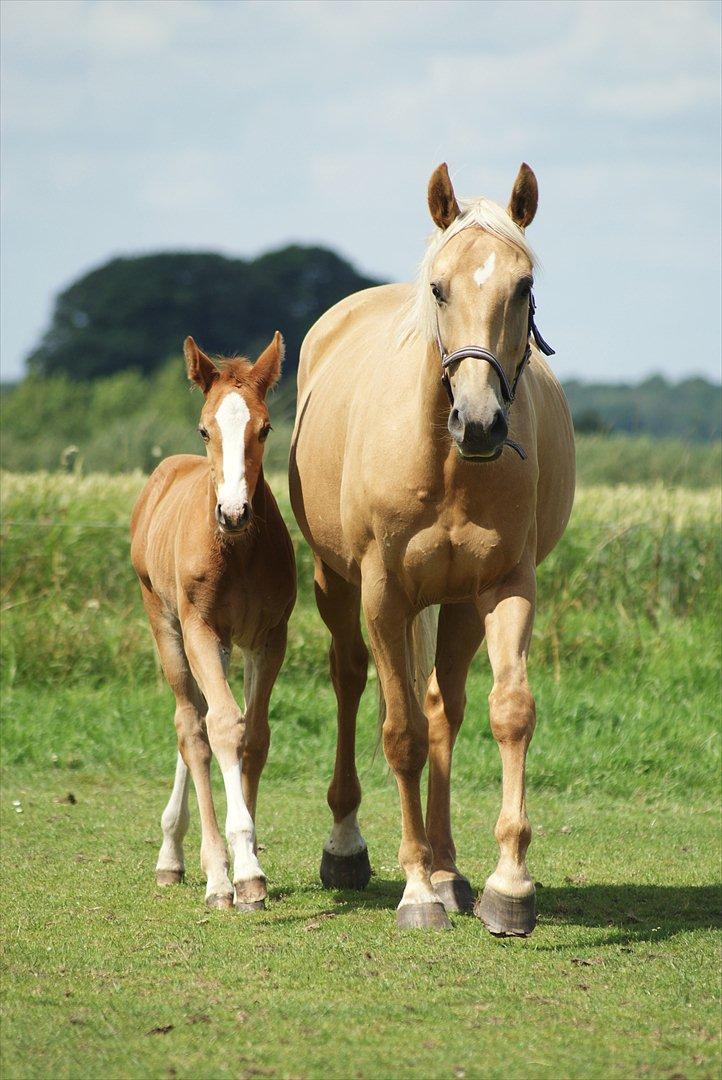 Palomino Guldhyppen Disalica :-I  - Disalica & Santos! :-D
Foto; mig :i billede 5