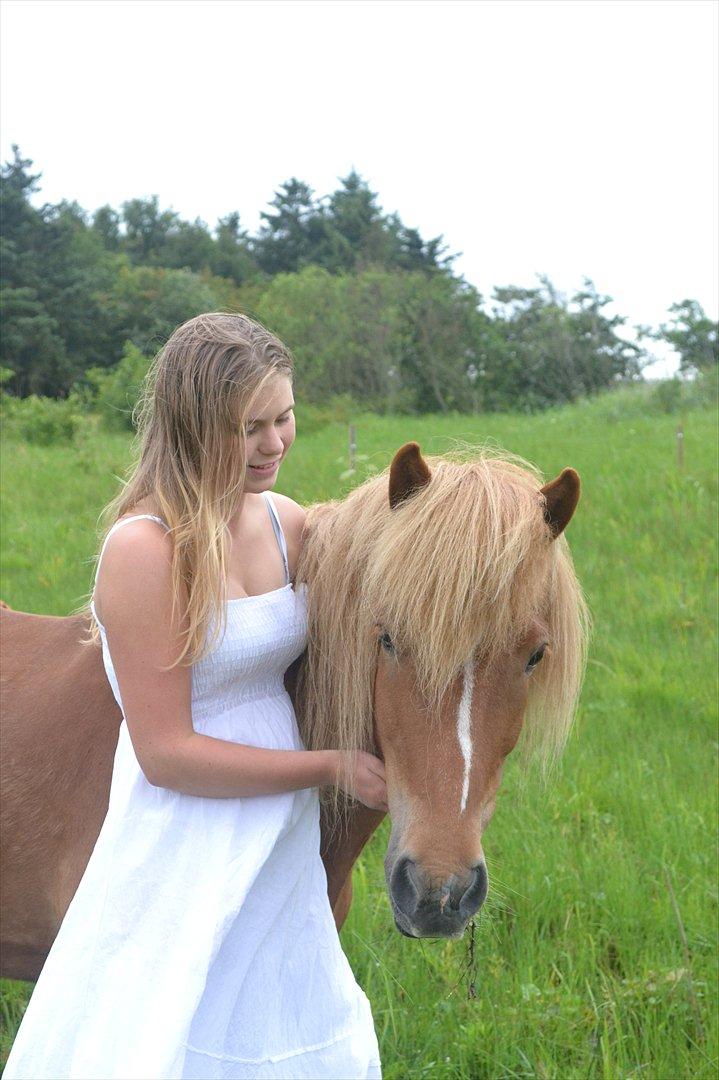 Islænder Faxi  - Hvor er vi fine - Foto: Marie<3 billede 19