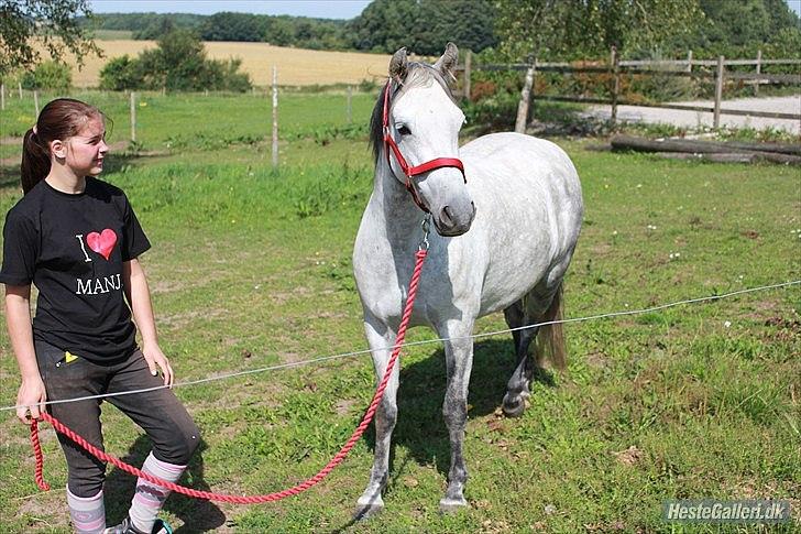 Welsh Pony (sec B) Bjerregård's Manja<3 (MullePiien)<3 - foto:NikitaTholst®up billede 4