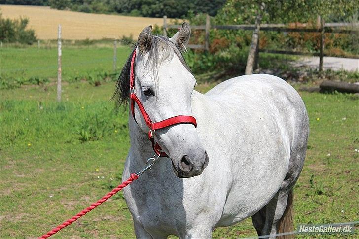 Welsh Pony (sec B) Bjerregård's Manja<3 (MullePiien)<3 - foto:NikitaTholst®up billede 5