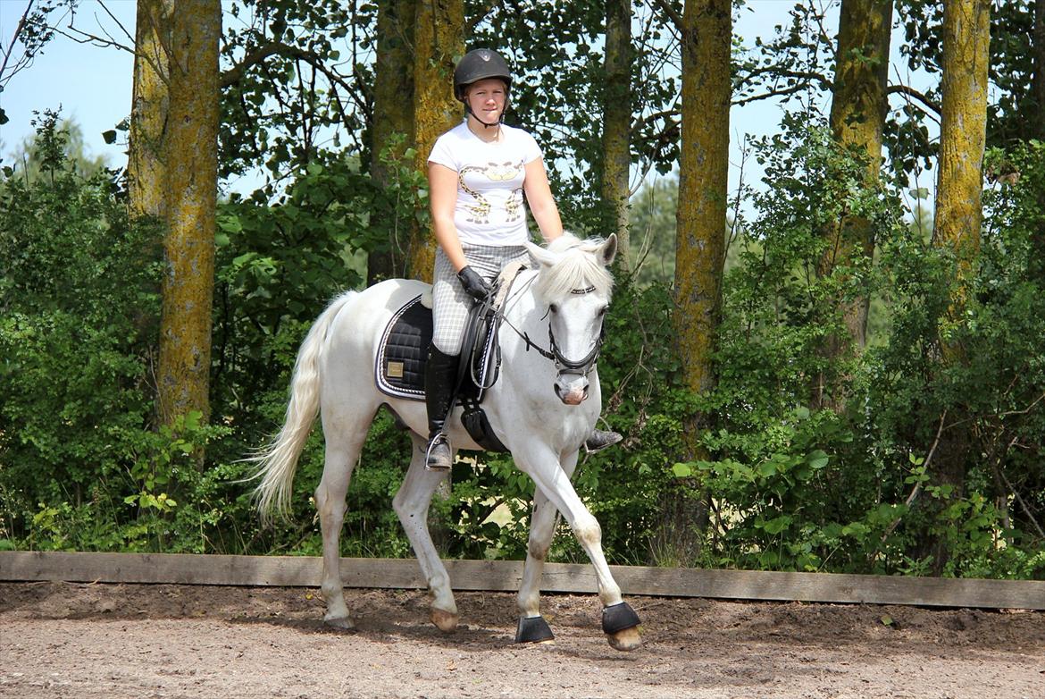 Anden særlig race Skovly's Kashmir - Dressur :-D **Fotograf: Sabrina  billede 16