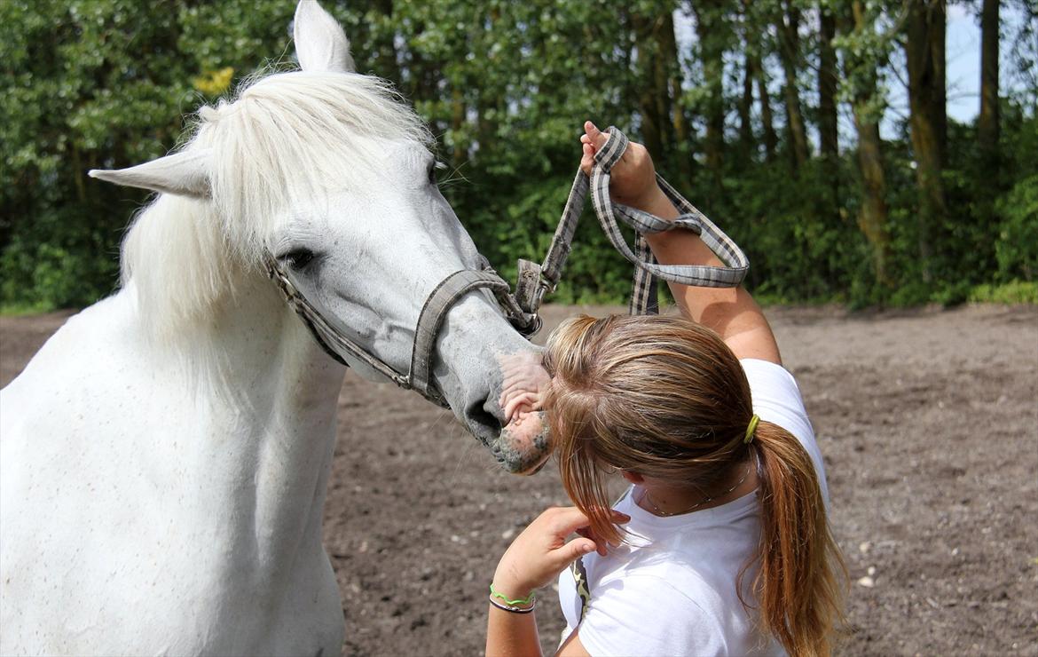 Anden særlig race Skovly's Kashmir - Kyyyys :-I  billede 18
