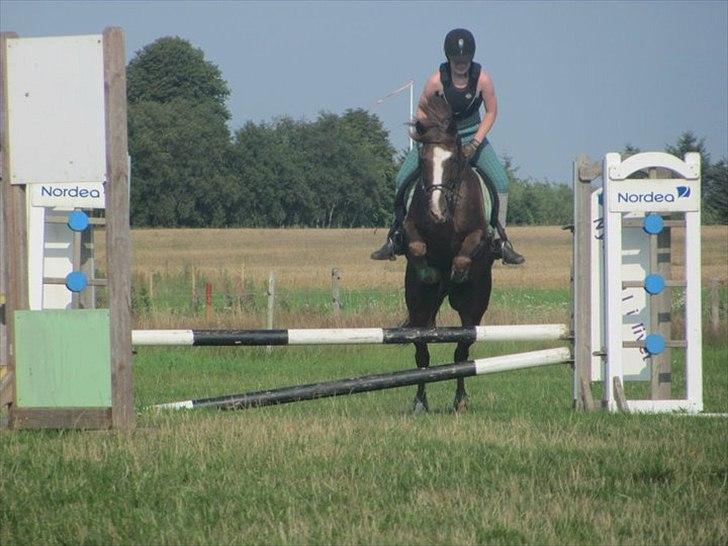 New Forest Balou!<3  solgt billede 16