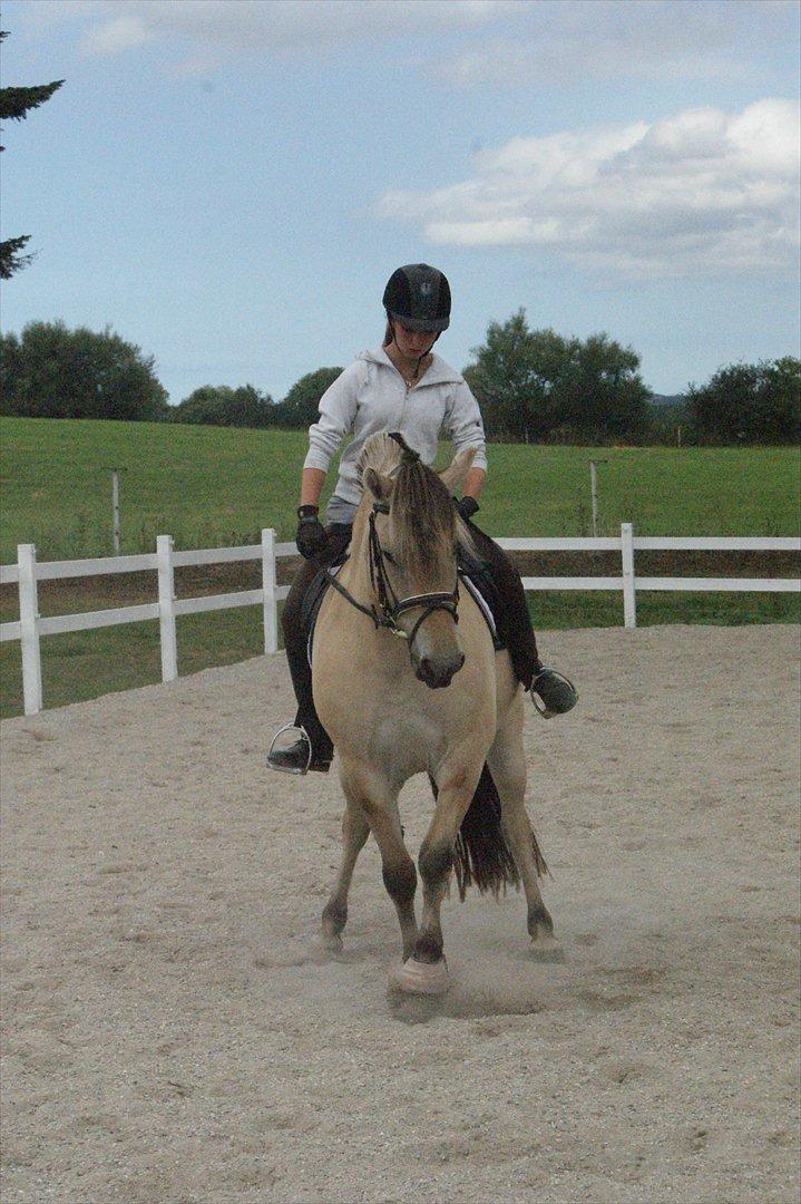 Fjordhest Højgaards Heisa (solgt) - Schenkelvigning d. 6/8-11. 28. gang billede 18